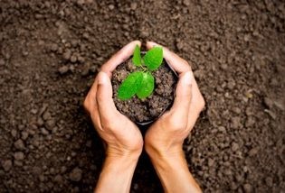 Hands Holding Plant